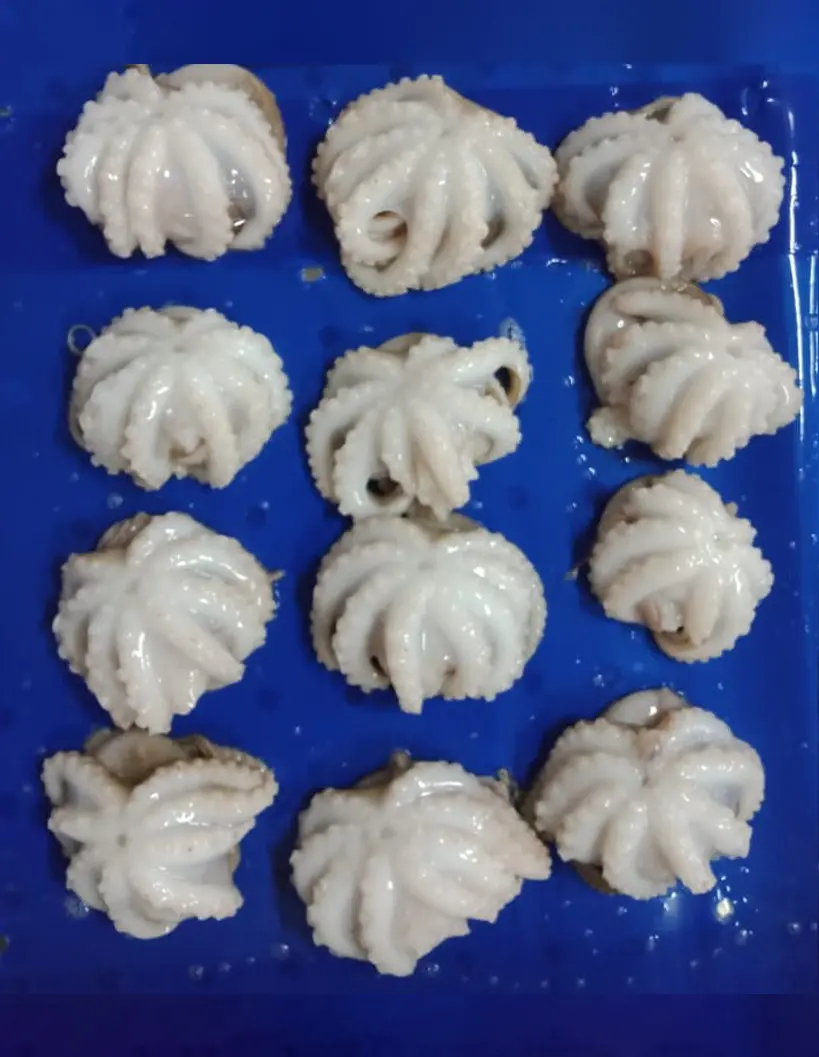 OCTOPUS frozen seafood from India with long experience supplying worldwide